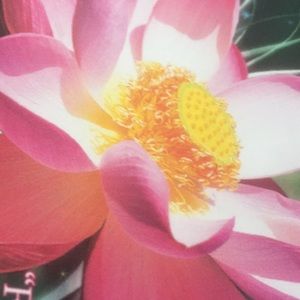 Meet your Posher, Lynne